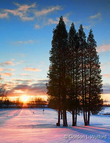 Pines In Sunrise_20991.jpg - Photographed along the Rideau Canal Waterway near Smiths Falls, Ontario, Canada.
